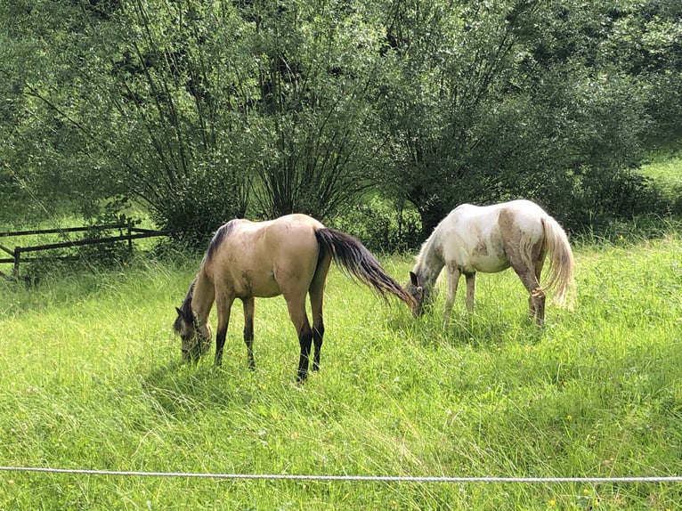 Welsh-B Merrie 1 Jaar 120 cm Buckskin in Alfdorf