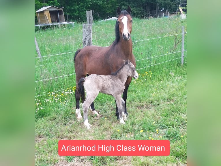 Welsh-B Merrie 1 Jaar 130 cm Buckskin in Niederalben