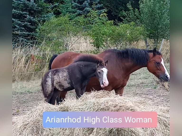 Welsh-B Merrie 1 Jaar 130 cm Buckskin in Niederalben