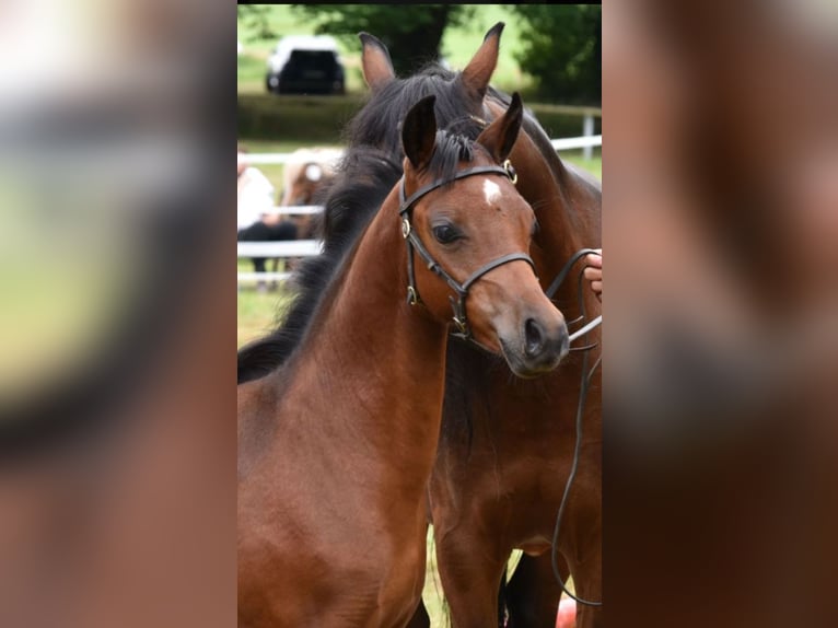 Welsh-B Merrie 1 Jaar 134 cm Donkerbruin in Rotenburg an der Fulda