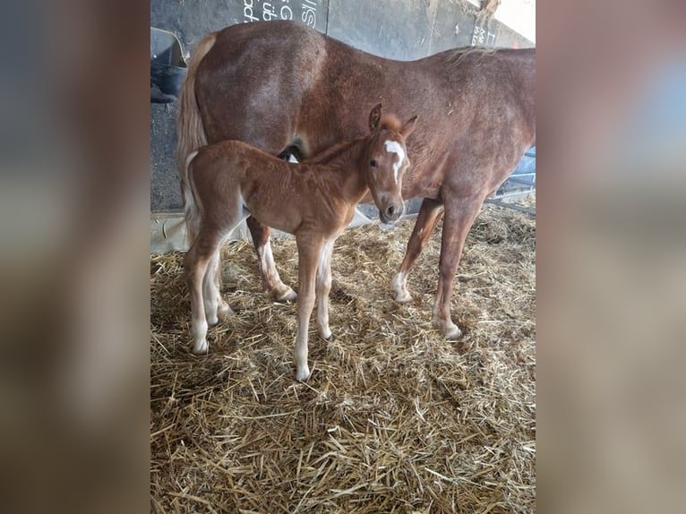 Welsh-B Merrie 1 Jaar 134 cm Vos in Filderstadt