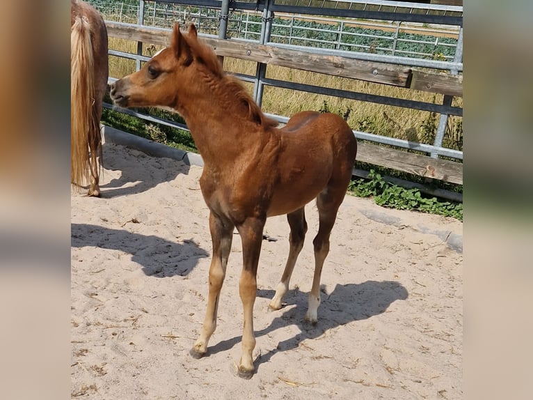 Welsh-B Merrie 1 Jaar 134 cm Vos in Filderstadt