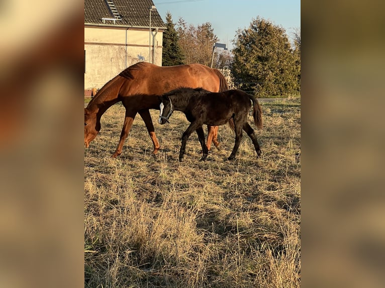 Welsh-B Merrie 1 Jaar 134 cm Zwart in Nexdorf
