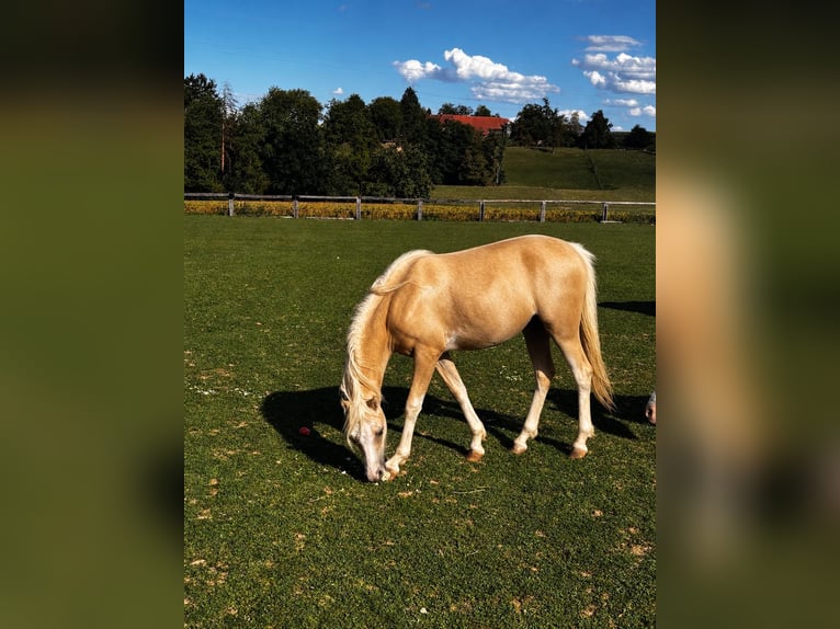 Welsh-B Merrie 1 Jaar 135 cm Palomino in FierlingKremsmünster