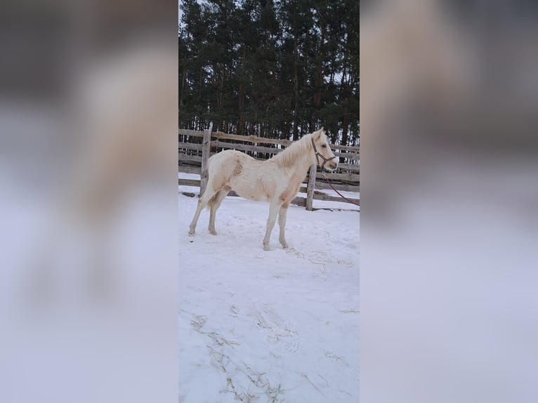 Welsh-B Mix Merrie 1 Jaar 135 cm Palomino in Ryńsk