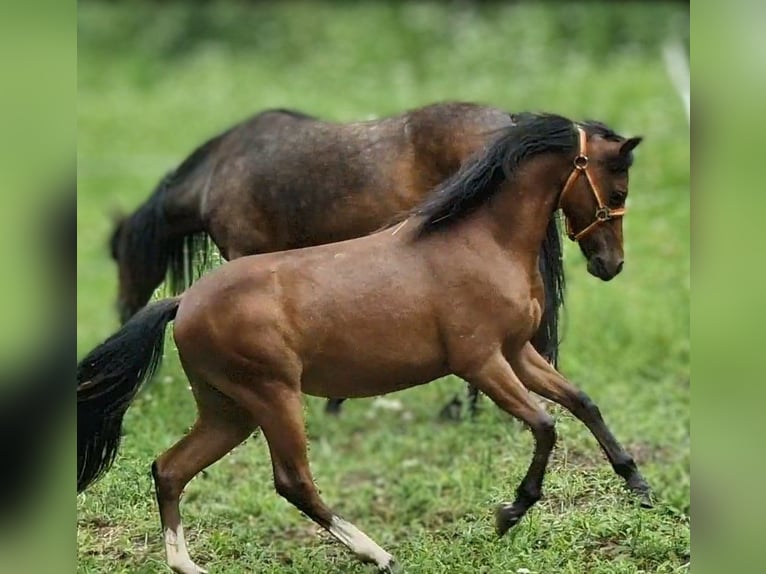 Welsh-B Merrie 1 Jaar 136 cm Donkerbruin in Rotenburg an der Fulda