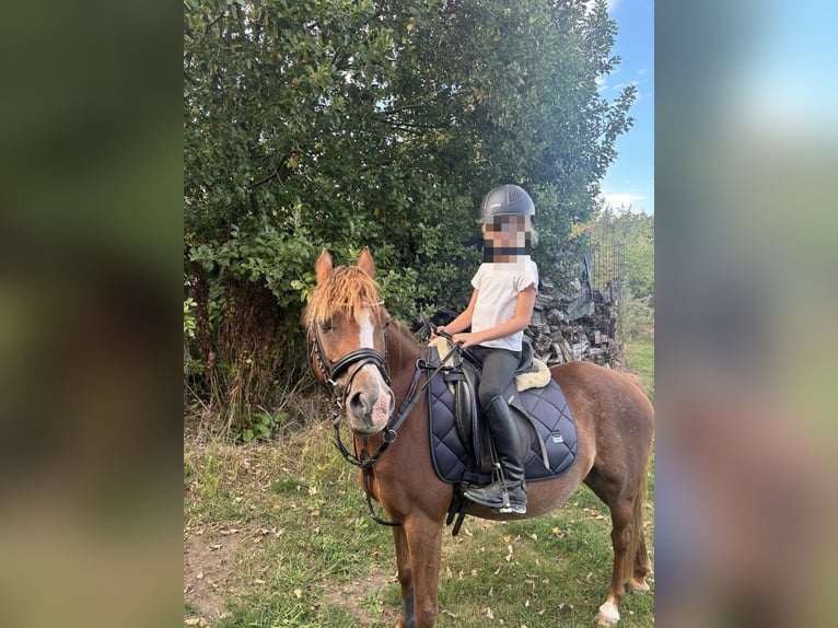 Welsh-B Merrie 21 Jaar 128 cm Donkere-vos in Espelkamp