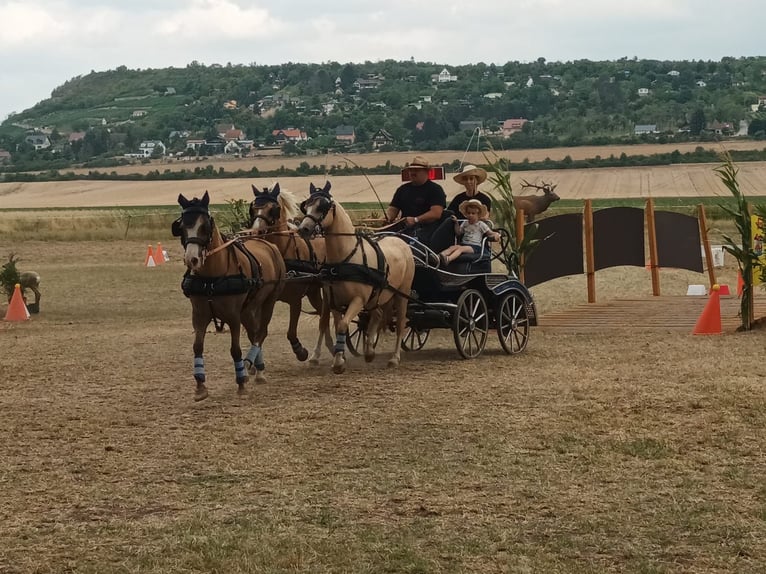 Welsh-B Merrie 21 Jaar 134 cm Palomino in Bad Sulza
