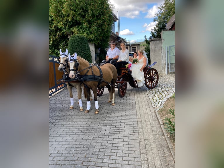 Welsh-B Merrie 21 Jaar 134 cm Palomino in Bad Sulza
