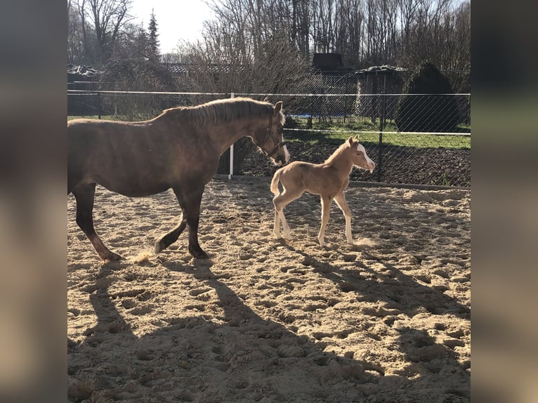 Welsh-B Merrie 21 Jaar 134 cm Palomino in Bad Sulza