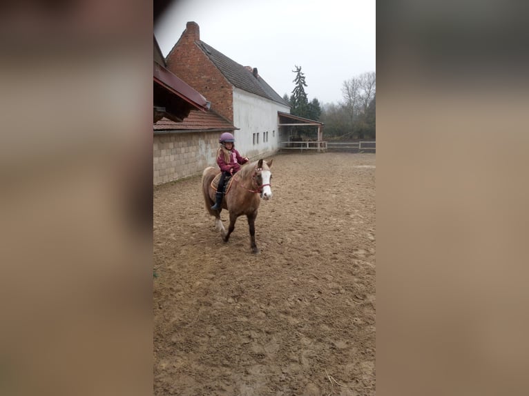 Welsh-B Merrie 21 Jaar 134 cm Palomino in Bad Sulza