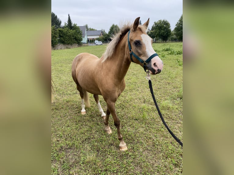 Welsh-B Merrie 21 Jaar 134 cm Palomino in Bad Sulza