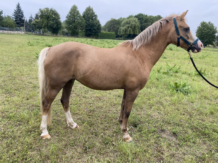 Welsh-B Merrie 21 Jaar 134 cm Palomino in Bad Sulza