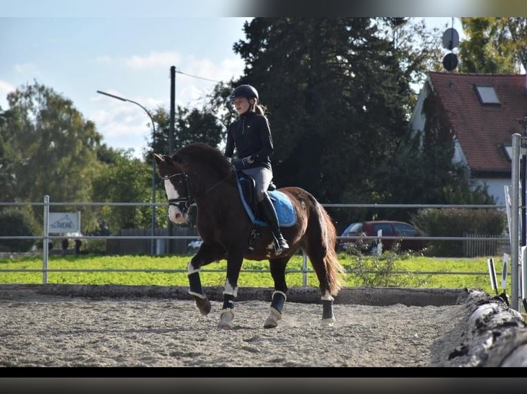 Welsh-B Merrie 21 Jaar 140 cm Vos in Neuburg an der Donau