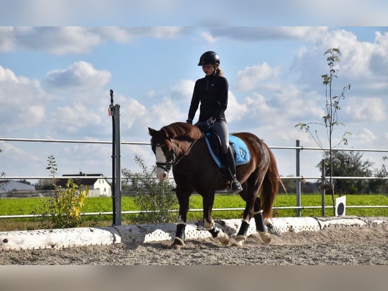 Welsh-B Merrie 21 Jaar 140 cm Vos in Neuburg an der Donau