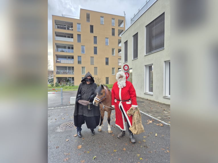 Welsh-B Merrie 22 Jaar 123 cm Bruin in Meinisberg