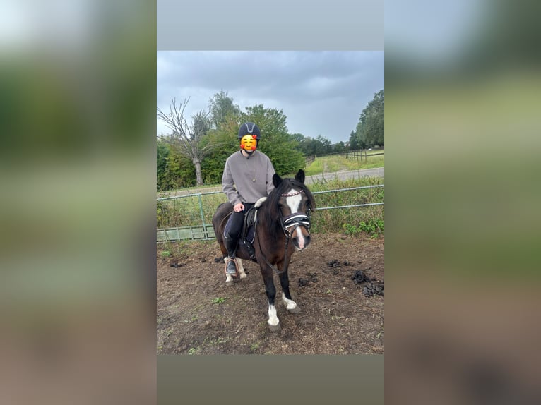 Welsh-B Merrie 24 Jaar 120 cm Bruin in Arnhem