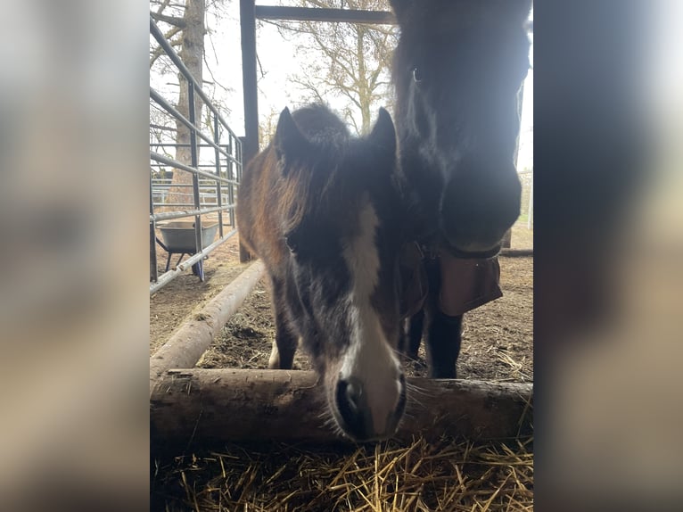Welsh-B Mix Merrie 2 Jaar 115 cm Buckskin in Bad Wurzach