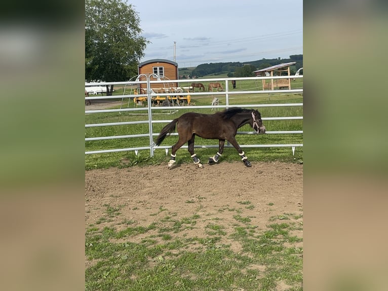 Welsh-B Mix Merrie 2 Jaar 115 cm Buckskin in Bad Wurzach