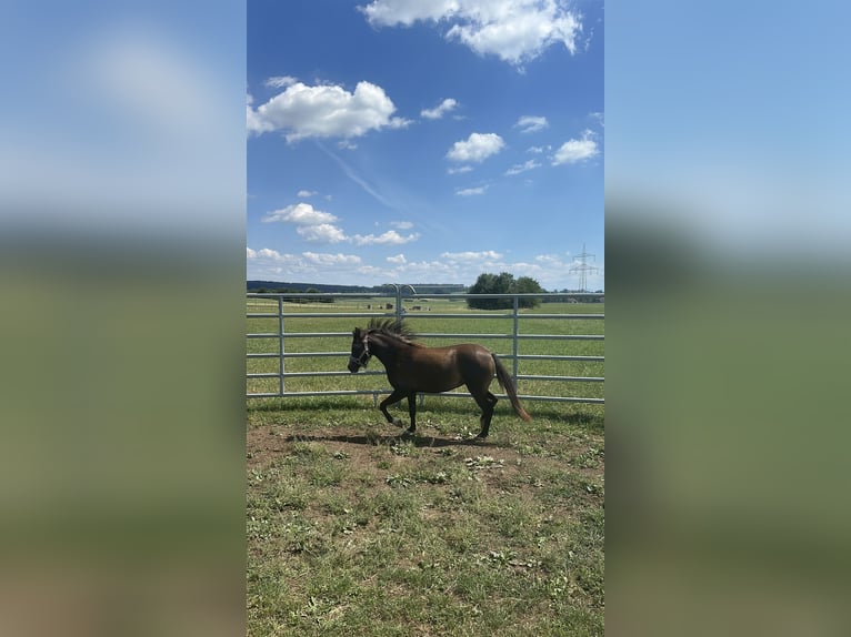 Welsh-B Mix Merrie 2 Jaar 115 cm Buckskin in Bad Wurzach