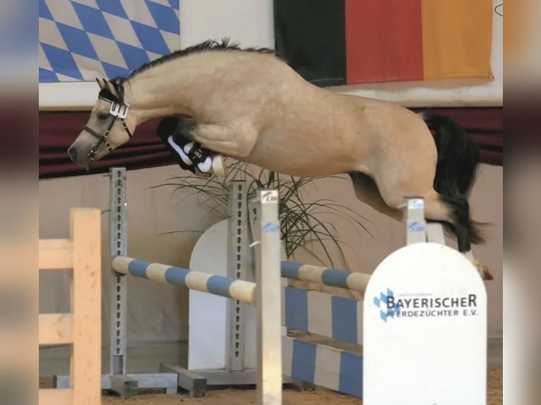 Welsh-B Mix Merrie 2 Jaar 115 cm Buckskin in Bad Wurzach