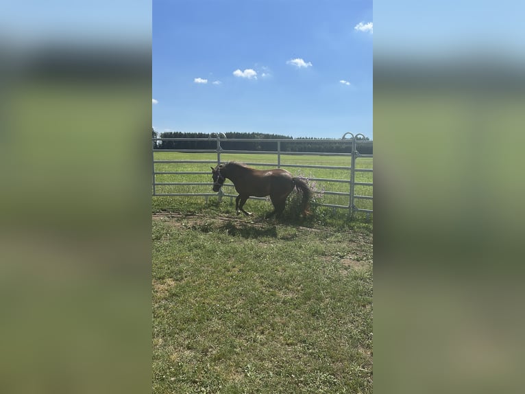 Welsh-B Mix Merrie 2 Jaar 115 cm Buckskin in Bad Wurzach