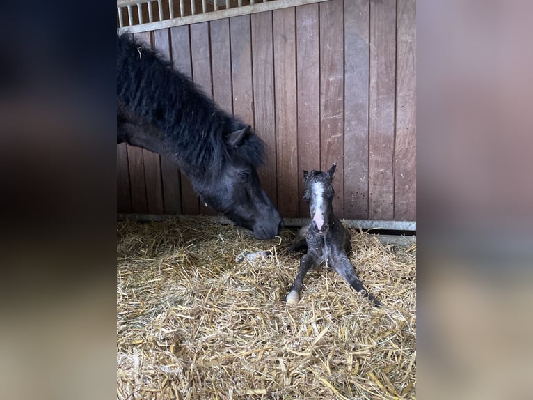 Welsh-B Mix Merrie 2 Jaar 115 cm Buckskin in Bad Wurzach