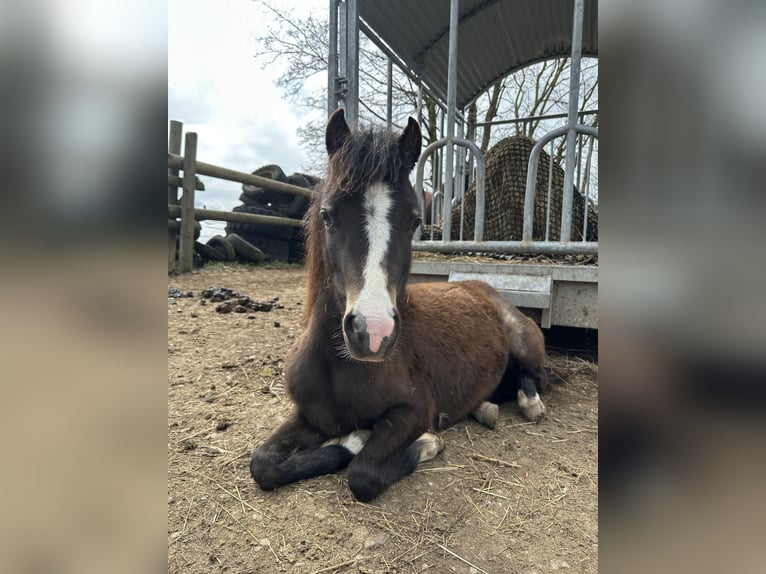 Welsh-B Mix Merrie 2 Jaar 115 cm Buckskin in Bad Wurzach