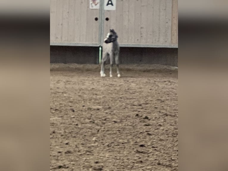 Welsh-B Mix Merrie 2 Jaar 115 cm Buckskin in Bad Wurzach
