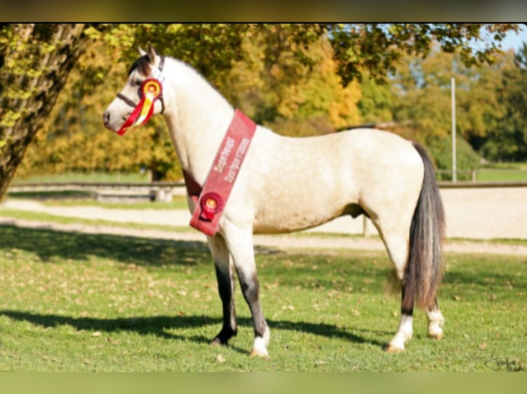 Welsh-B Mix Merrie 2 Jaar 115 cm Buckskin in Bad Wurzach