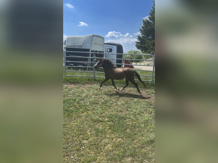 Welsh-B Mix Merrie 2 Jaar 115 cm Buckskin in Bad Wurzach