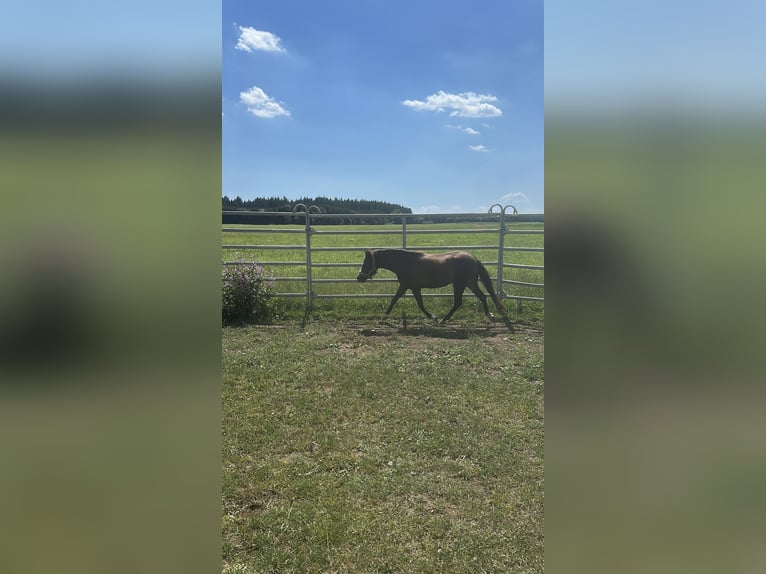 Welsh-B Mix Merrie 2 Jaar 115 cm Buckskin in Bad Wurzach
