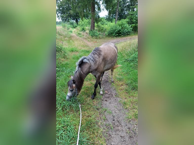 Welsh-B Merrie 2 Jaar 118 cm Blauwschimmel in Balk