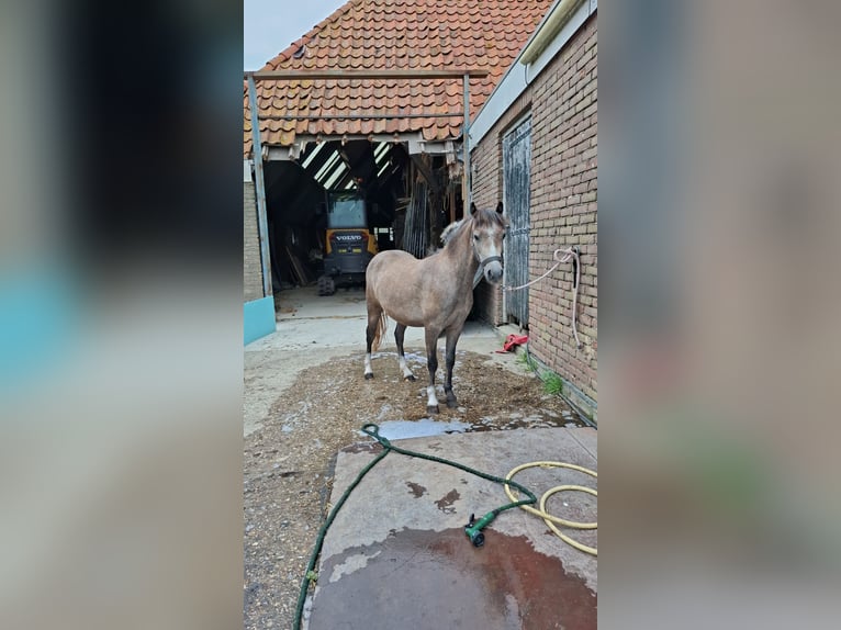 Welsh-B Merrie 2 Jaar 118 cm Blauwschimmel in Balk