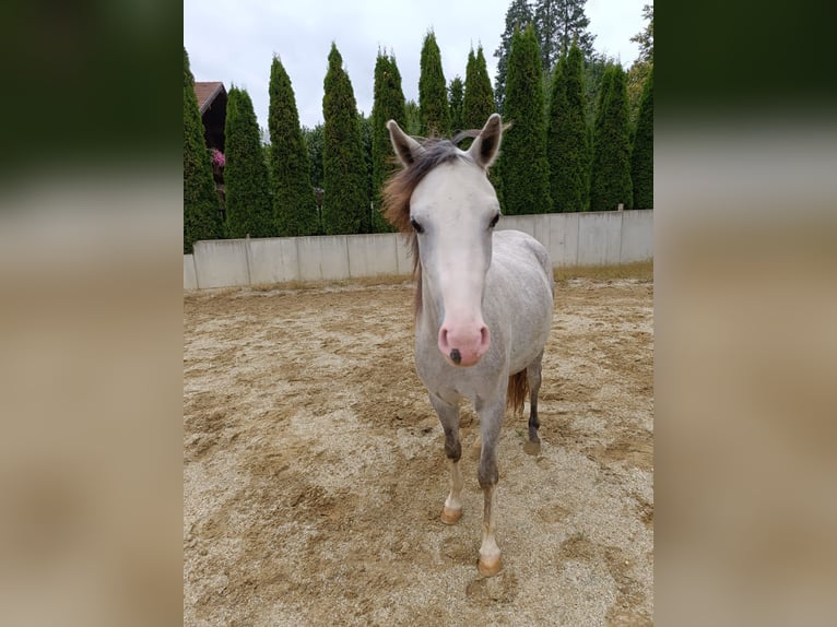 Welsh-B Merrie 2 Jaar 125 cm in Rottenburg an der Laaber