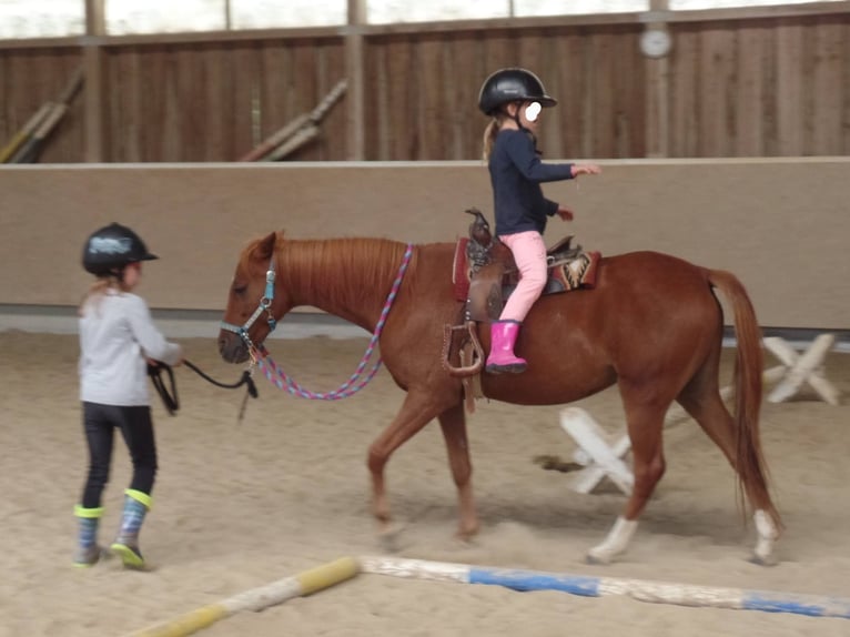 Welsh-B Mix Merrie 2 Jaar 130 cm Donkerbruin in Messkirch