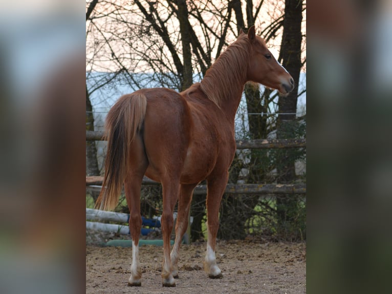 Welsh-B Merrie 2 Jaar 135 cm  in Rennertshofen