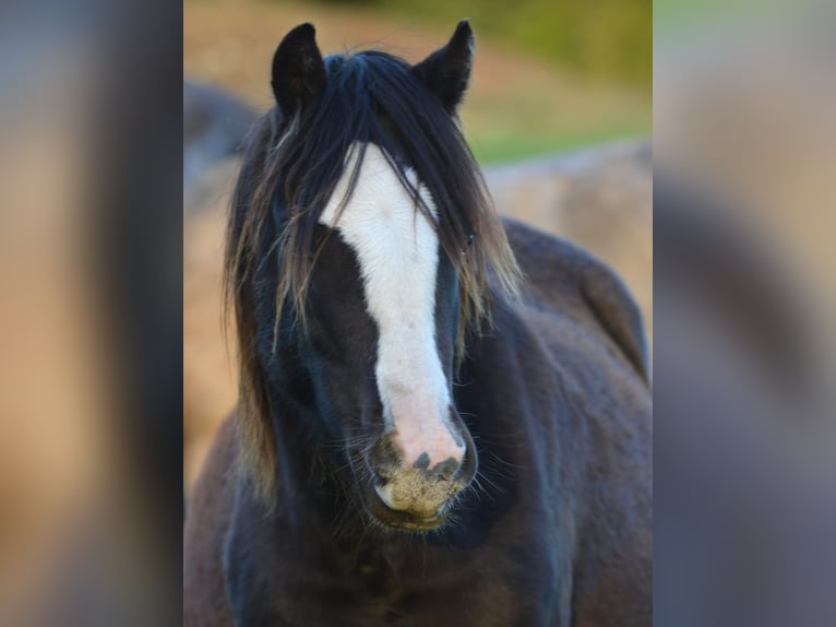 Welsh-B Merrie 2 Jaar 135 cm Zwart in Rennertshofen
