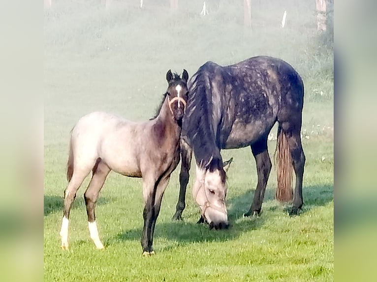 Welsh-B Merrie 2 Jaar Roan-Blue in Frankenberg (Eder)