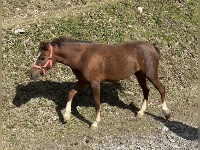 Welsh-B Merrie 3 Jaar 125 cm Bruin in Raggal