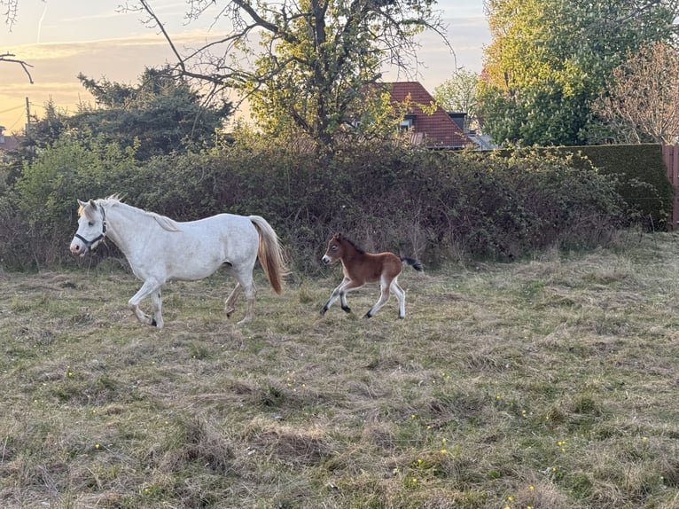 Welsh-B Mix Merrie 3 Jaar 125 cm Schimmel in Grimma