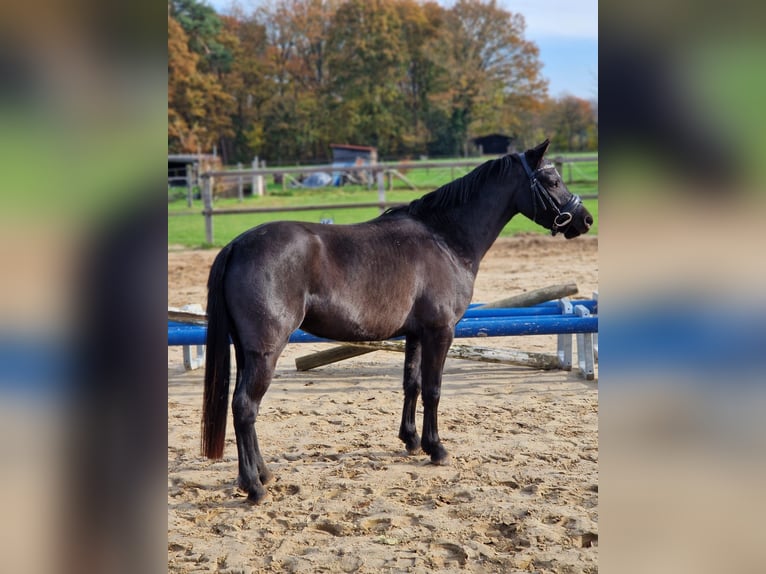 Welsh-B Merrie 3 Jaar 125 cm Zwart in Barchem