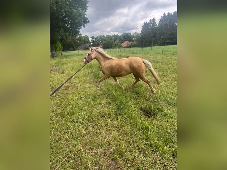 Welsh-B Merrie 3 Jaar 127 cm Palomino in OstrhauderfehnOstrhauderfehn