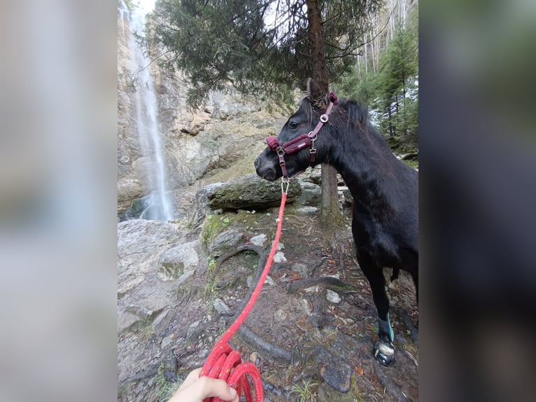 Welsh-B Merrie 3 Jaar 130 cm Zwart in Appenzell