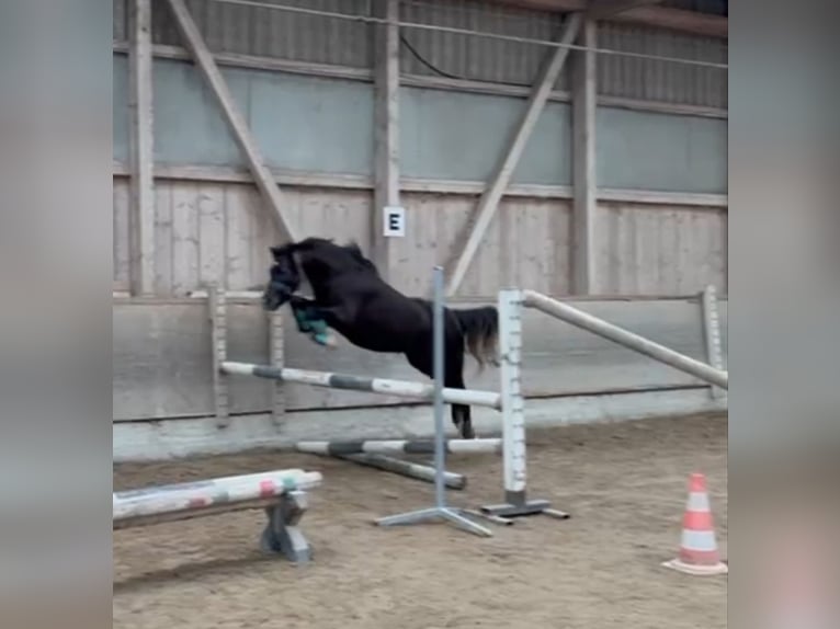 Welsh-B Merrie 3 Jaar 130 cm Zwart in Appenzell