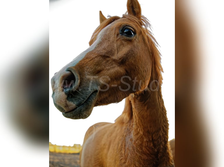 Welsh-B Merrie 3 Jaar 133 cm Vos in Meerbusch