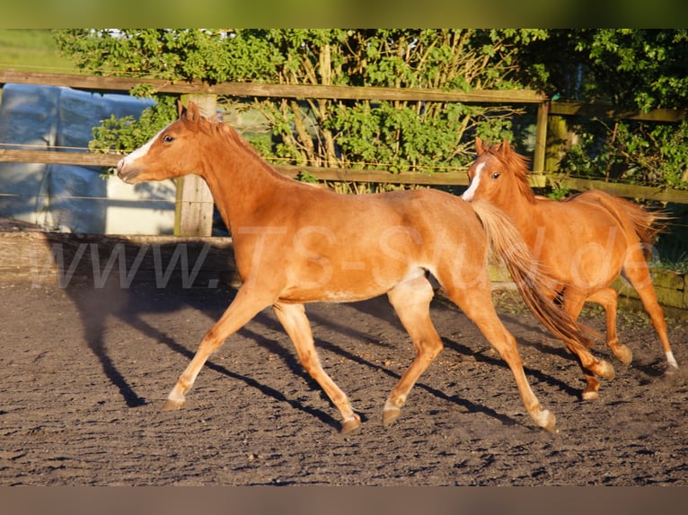 Welsh-B Merrie 3 Jaar 133 cm Vos in Meerbusch