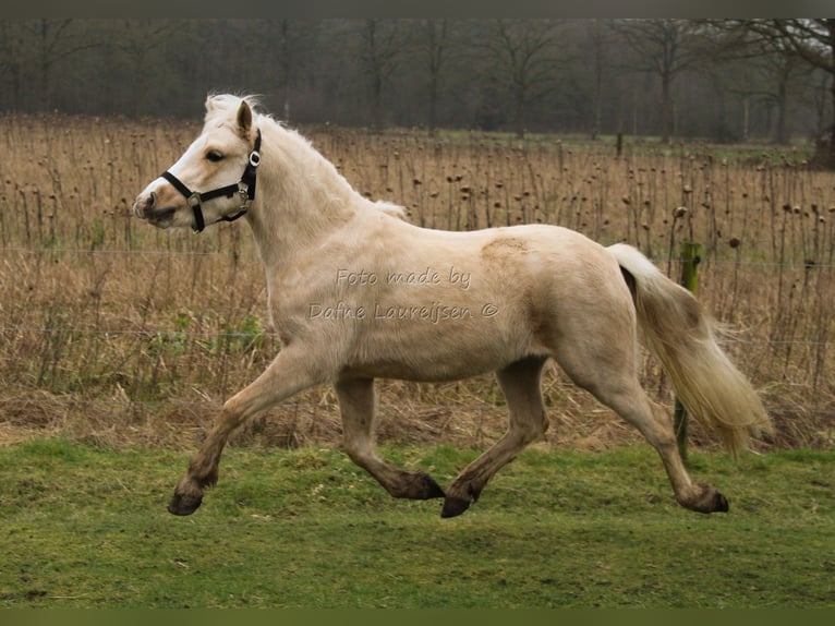 Welsh-B Merrie 3 Jaar Palomino in Boxtel