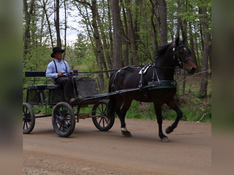 Welsh-B Mix Merrie 3 Jaar Roodbruin in Howell