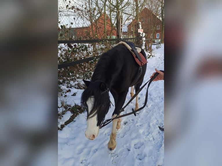 Welsh-B Merrie 4 Jaar 120 cm Zwart in Extertal